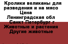 Кролики великаны для разведения и на мясо › Цена ­ 300 - Ленинградская обл., Санкт-Петербург г. Животные и растения » Другие животные   